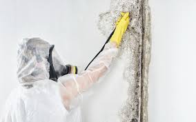 Best Environmental Consulting for Mold Prevention  in Siena College, NY